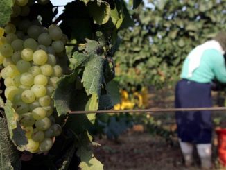 Recoltă struguri