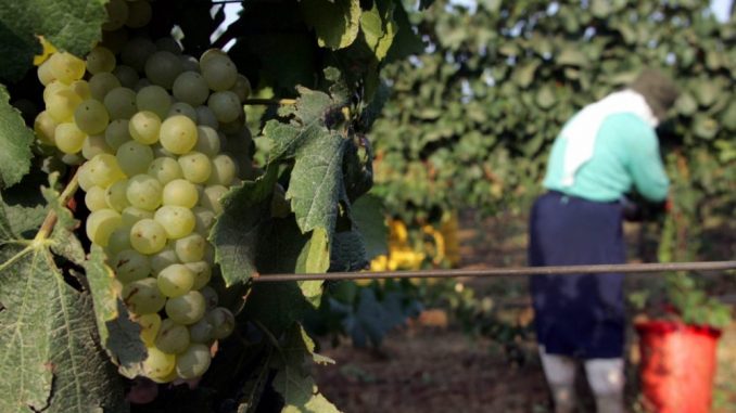 Recoltă struguri